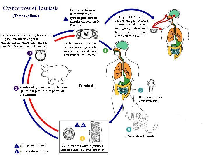 Cycle de contamination des ténias 