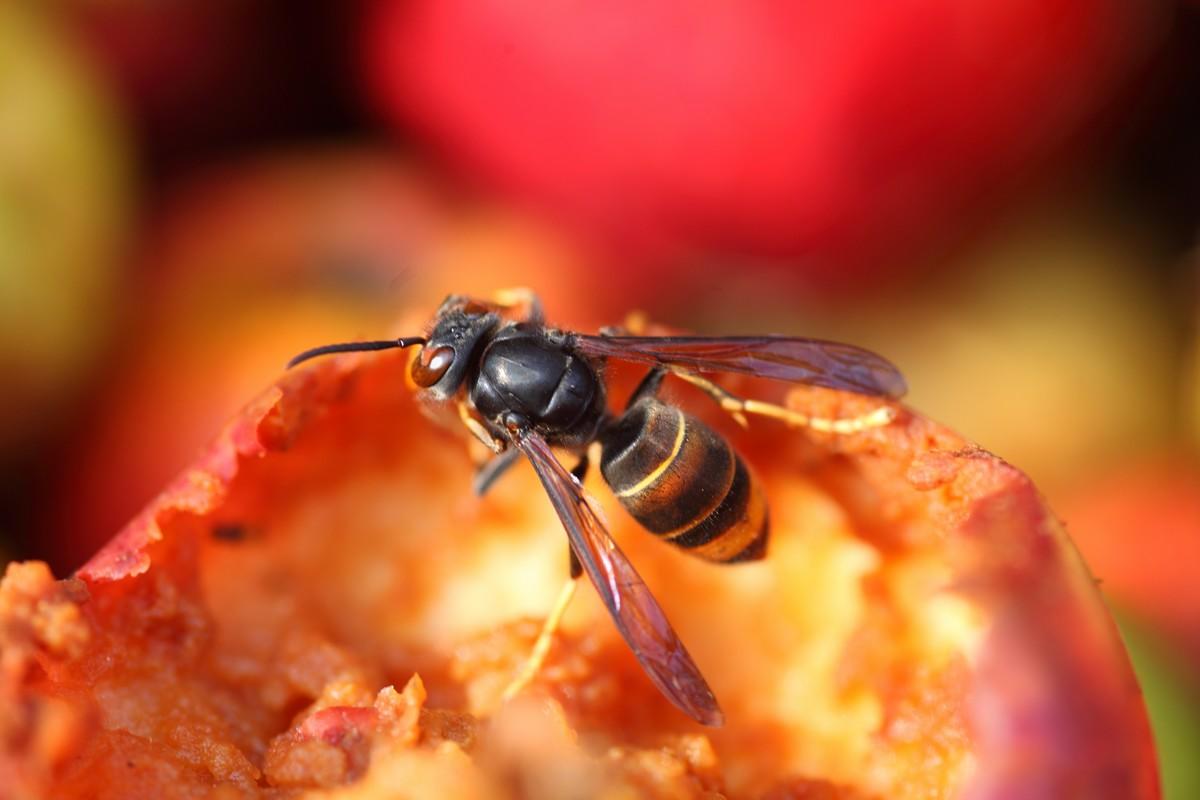 Le frelon européen et les abeilles