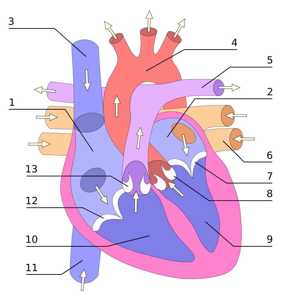 Pourquoi les personnes âgées sont-elles plus à risque de développer une insuffisance cardiaque ? 