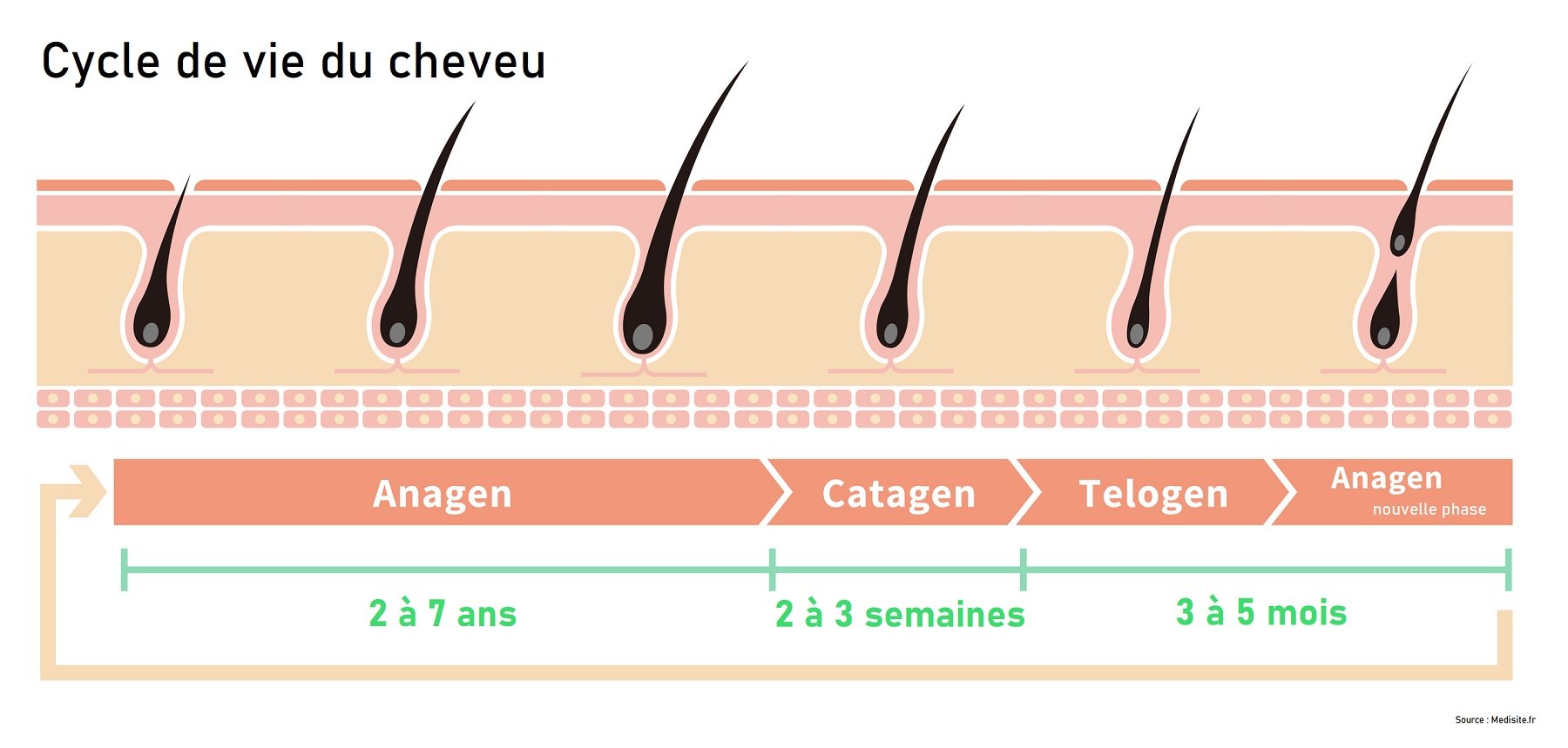 Les différents cycles de vie du cheveu
