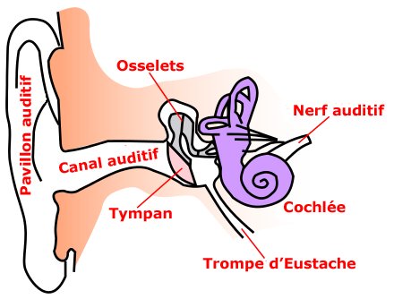 Comment un liquide s’accumule-t-il dans l’oreille de bébé ?