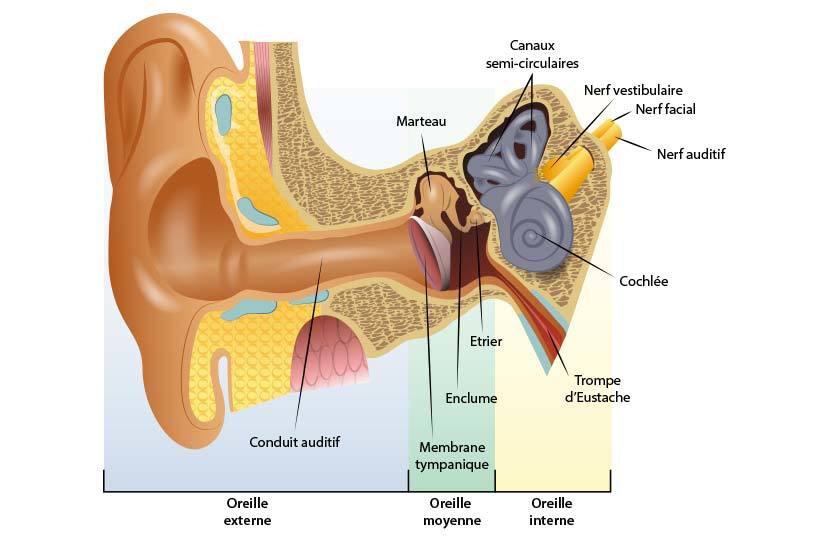Anatomie de l'oreille