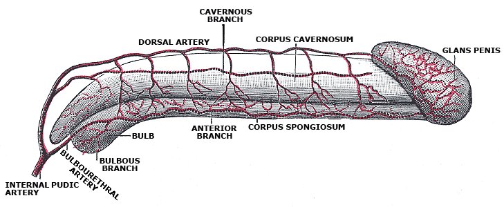Quels sont les symptômes d’un phimosis ?