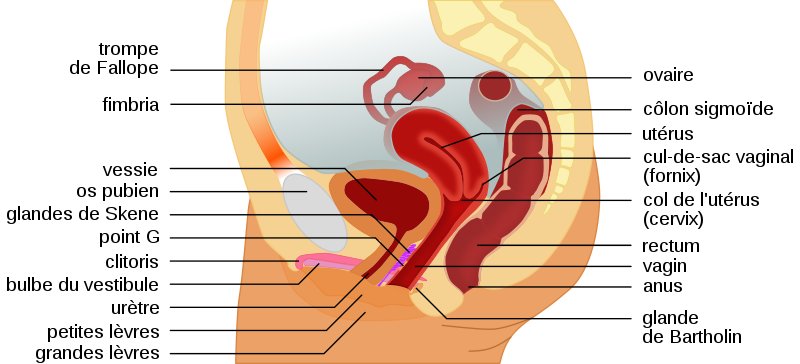Quelles sont les causes de la bartholinite ?