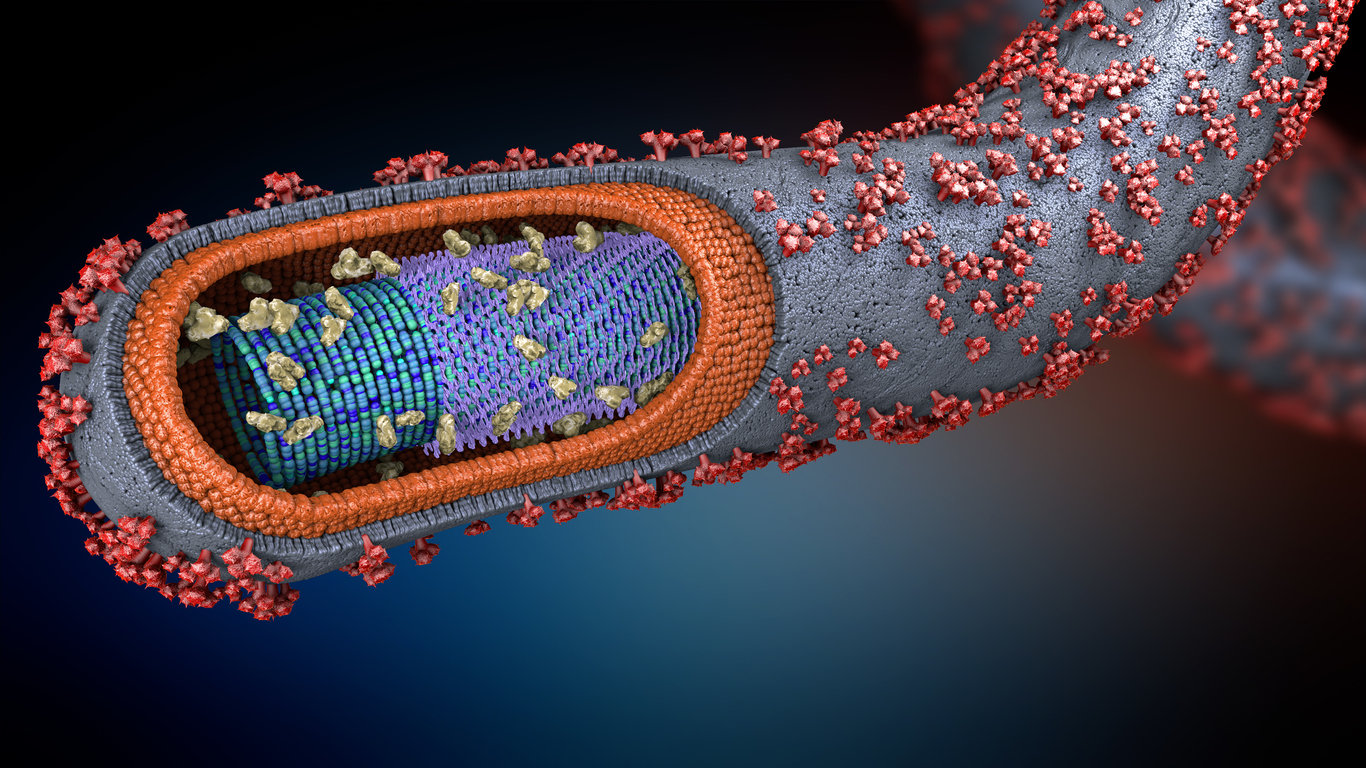 Définition : qu'est-ce que le virus Ebola ?