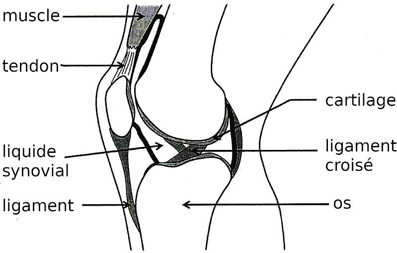 A quoi servent les articulations ?