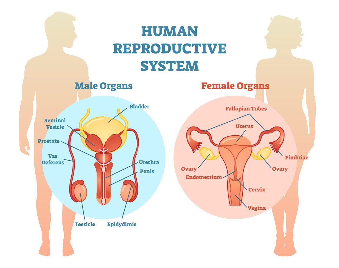 Condylome chez la femme