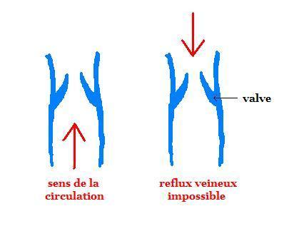 Fonctionnement du système veineux des jambes 