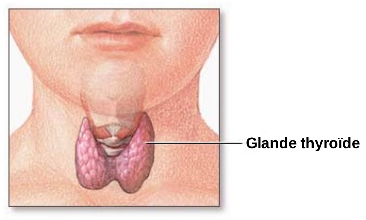 Le rôle de la thyroïde