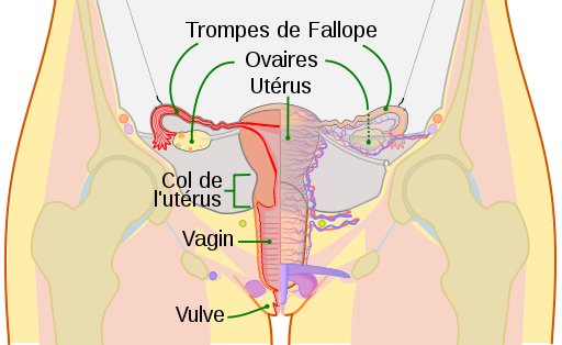 Définition : qu'est-ce que le Papillomavirus ? 