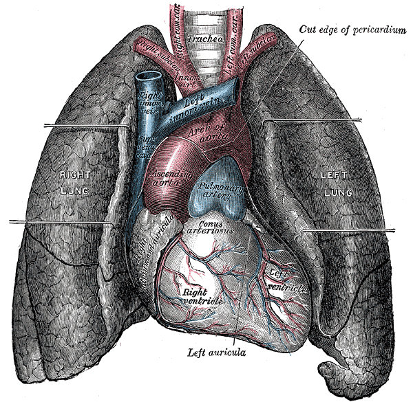 Quels sont les symptômes d'une insuffisance respiratoire ?