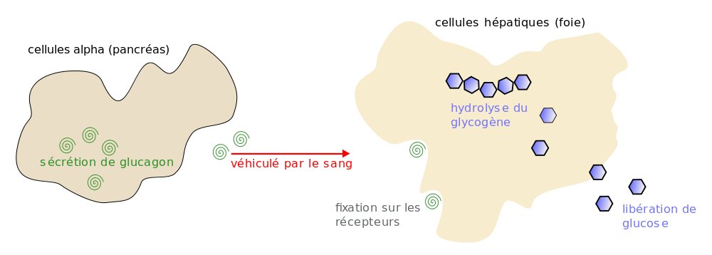 L’hypoglycémie : une complication due au traitement