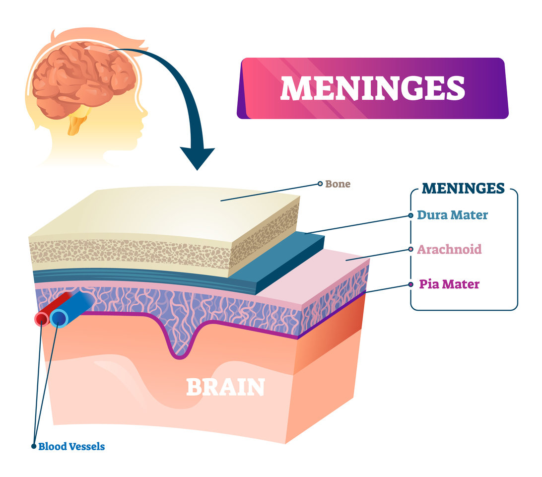 Cette infection des méninges est-elle fréquente ?
