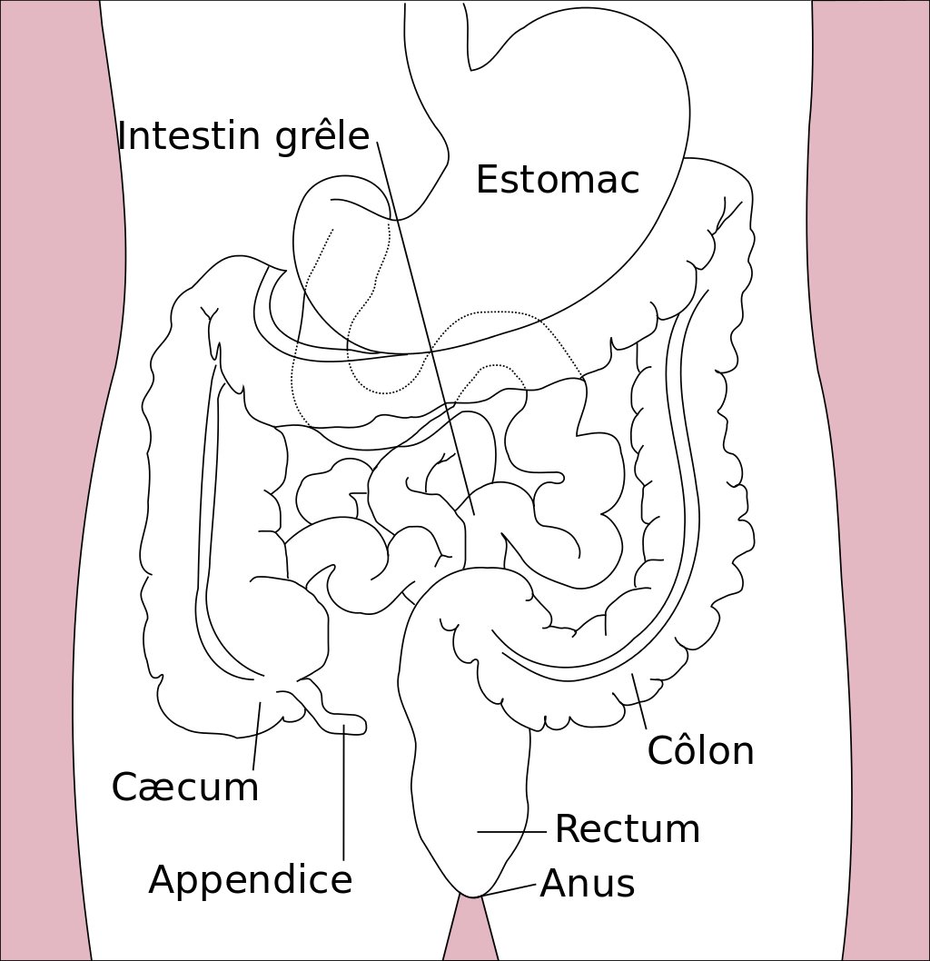 Qu'est-ce que le cancer colorectal ?