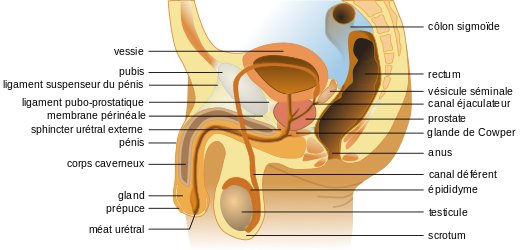 Qu'est-ce que le Paraphimosis ?