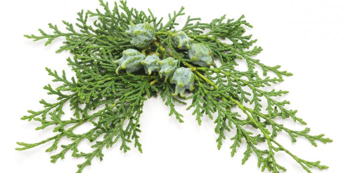 Traitements naturels de l'eczéma : 10 remèdes pour le soigner