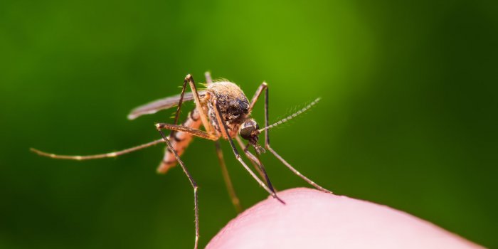 Les pires pandémies de lâHistoire : choléra, peste, grippe espagnole...
