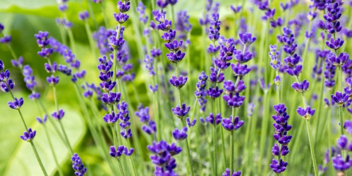 5 huiles essentielles pour se dÃ©tendre