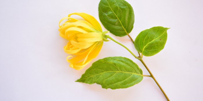 5 huiles essentielles pour se dÃ©tendre