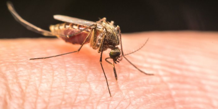 Moustique tigre : quels sont les symptômes d'une piqûre ?
