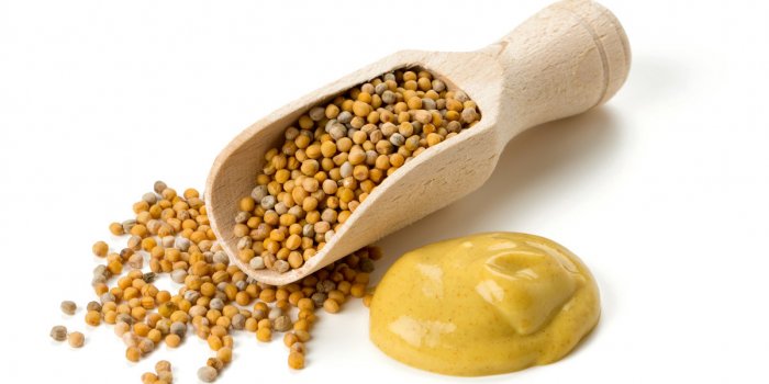 7 rÃ©pulsifs naturels pour faire fuir les chats 