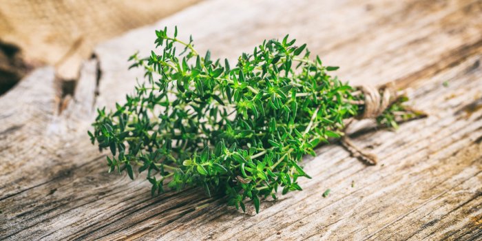 fresh thyme twig on a wooden background