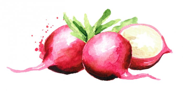 Les 30 aliments les moins caloriques