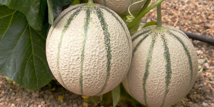 Melon : 8 astuces pour bien le choisir !