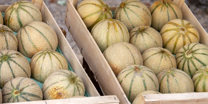 Melon : 8 astuces pour bien le choisir !