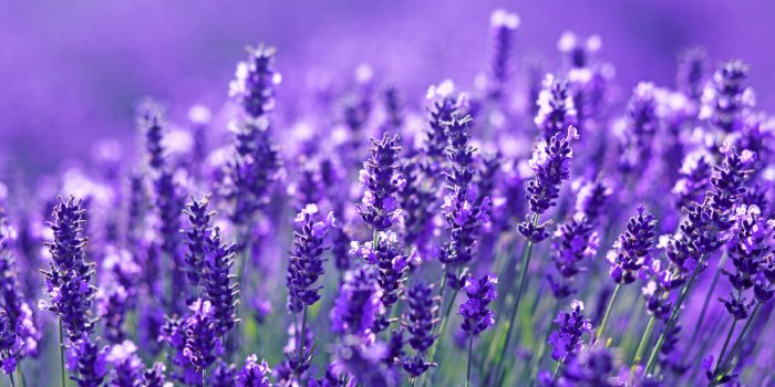 Moustiques : 6 astuces pour ne pas se faire piquer la nuit