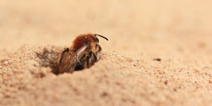 Ces maladies que l'on attrape à la plage !