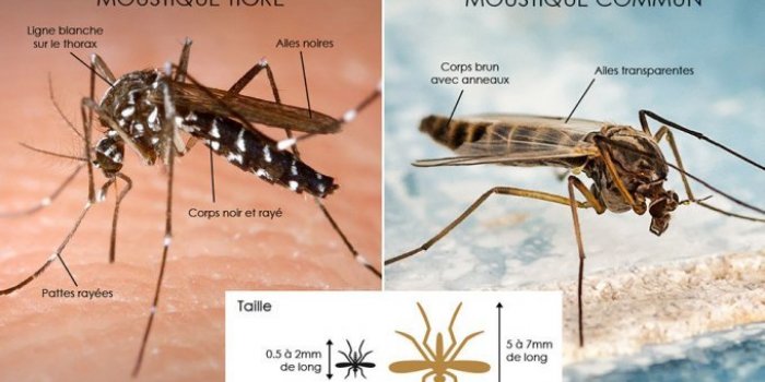 [Photos] Moustique tigre : comment le reconnaÃ®tre ?