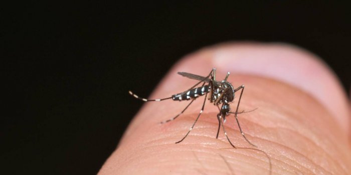 [Photos] Moustique tigre : comment le reconnaÃ®tre ?
