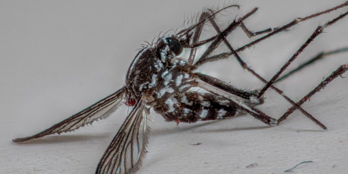 [Photos] Moustique tigre : comment le reconnaÃ®tre ?
