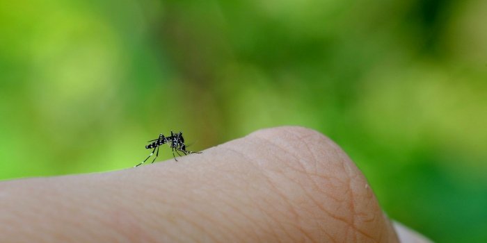 [Photos] Moustique tigre : comment le reconnaÃ®tre ?