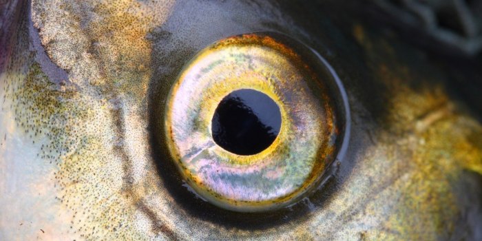 Poisson : 5 signes qui prouvent qu'il n'est pas frais