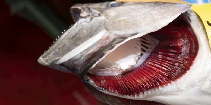 Poisson : 5 signes qui prouvent qu'il n'est pas frais