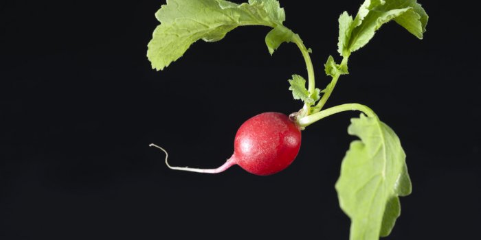 10 aliments à toujours avoir dans son frigo !