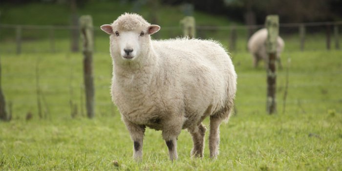 Covid-19: les animaux susceptibles de l'attraper