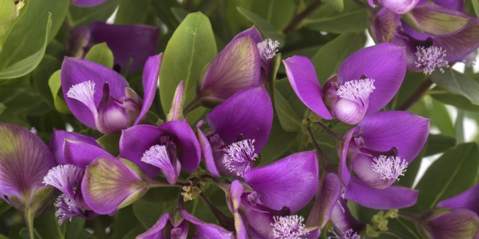 Covid-19 : les plantes Ã  Ã©viter car elles perturbent l'immunitÃ©