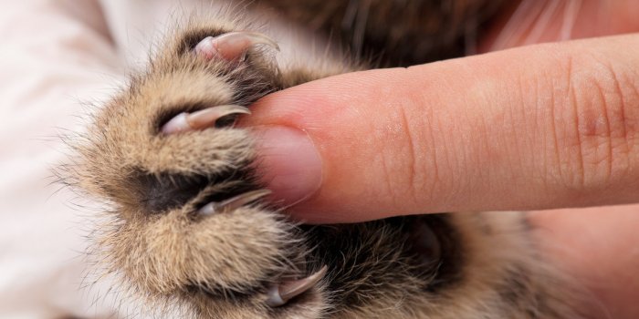 Chat : 8 maladies qu'il peut vous transmettre