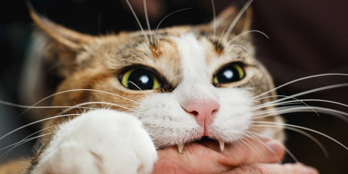 Chat : 8 maladies qu'il peut vous transmettre