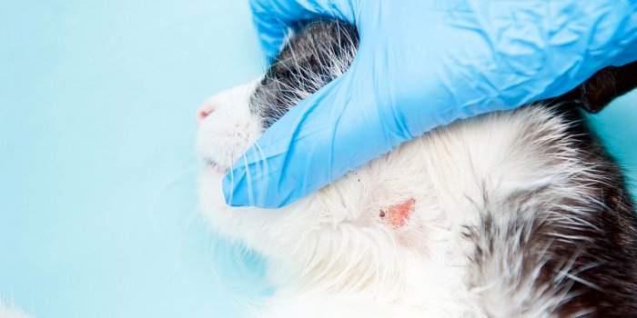 Chat : 8 maladies qu'il peut vous transmettre