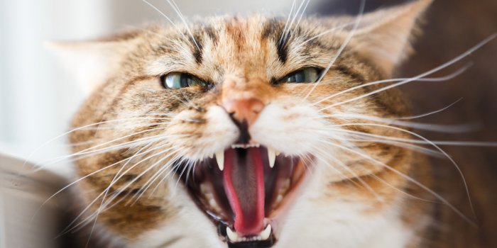 Chat : 8 maladies qu'il peut vous transmettre