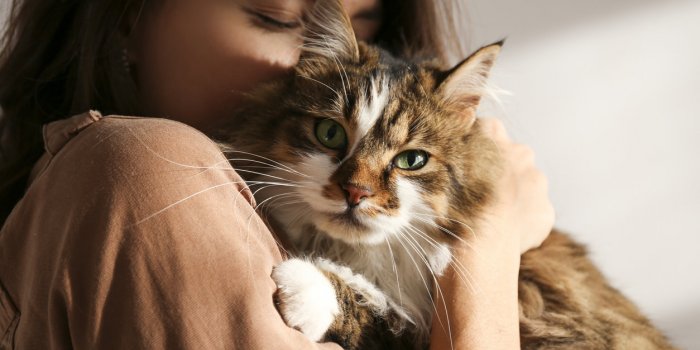 Chat : 8 maladies qu'il peut vous transmettre