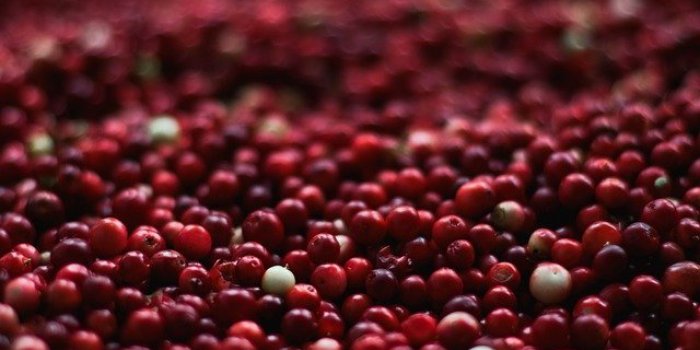PyÃ©lonÃ©phrite : quels traitements naturels ?