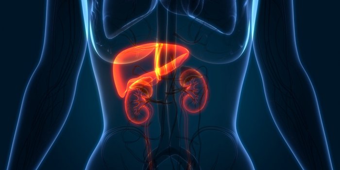 Cholestérol : quels sont les effets indésirables des statines ?