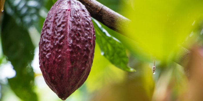 Hypertension : 9 plantes qui font baisser votre pression artÃ©rielle