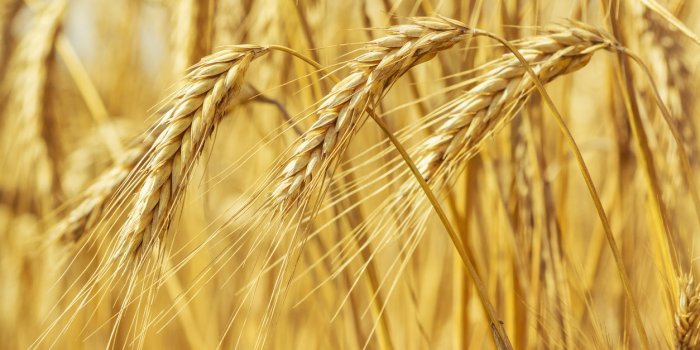 Le top 10 des céréales anciennes et leurs bienfaits