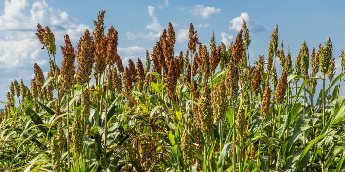 Le top 10 des céréales anciennes et leurs bienfaits